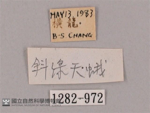 斜綠天蛾藏品圖，第3張