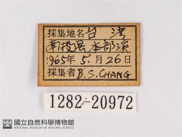 嫵琉灰蝶藏品圖，第3張