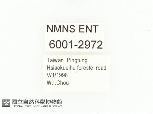 血紅虎斑花金龜藏品圖，第2張