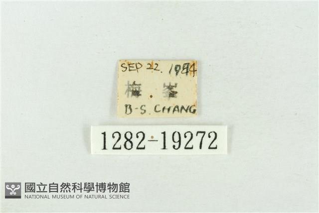 印華波紋蛾藏品圖，第3張