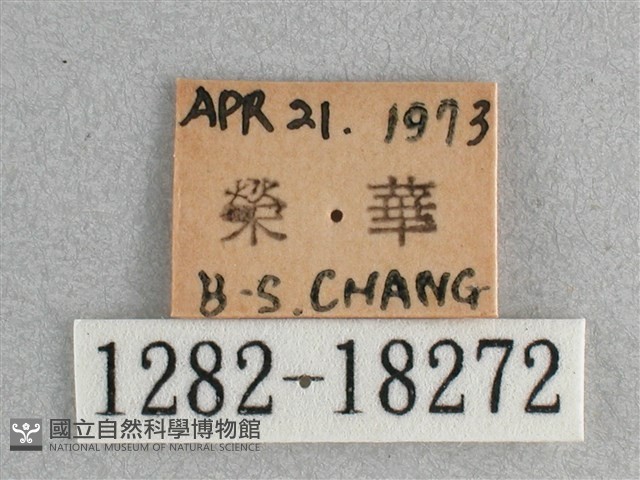 細帶環蛺蝶藏品圖，第3張