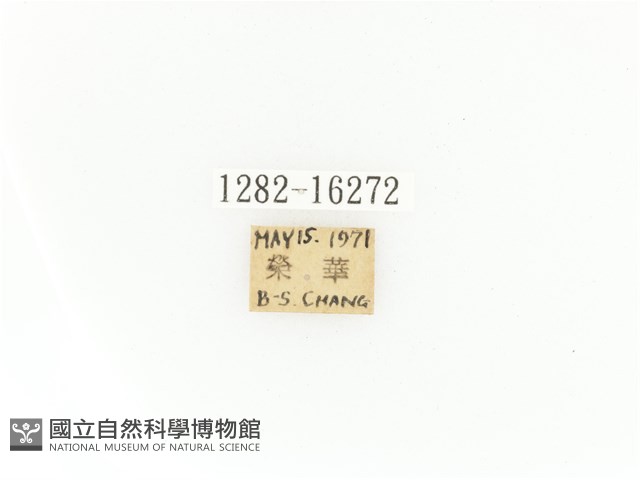 臺灣角金龜藏品圖，第2張