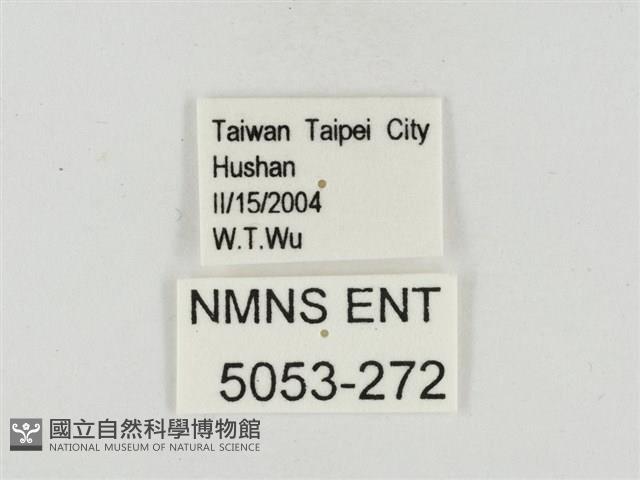 鐵色絨弄蝶藏品圖，第3張