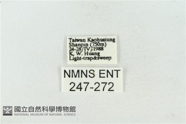 連珠波紋蛾藏品圖，第3張