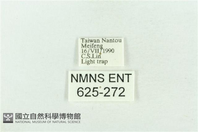 臺灣銀斑異波紋蛾藏品圖，第3張