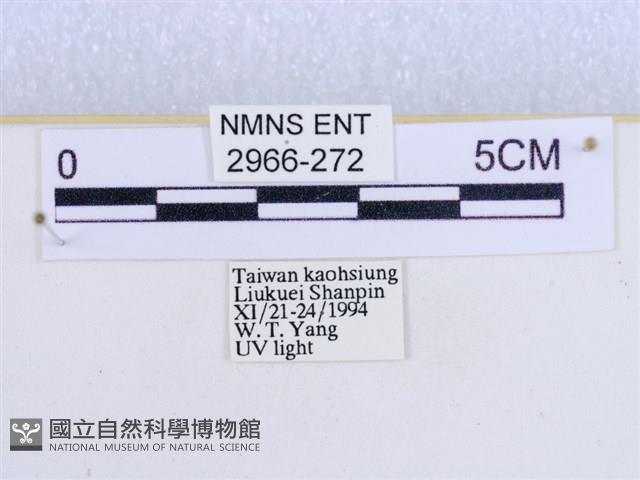 閃光苔蛾藏品圖，第3張