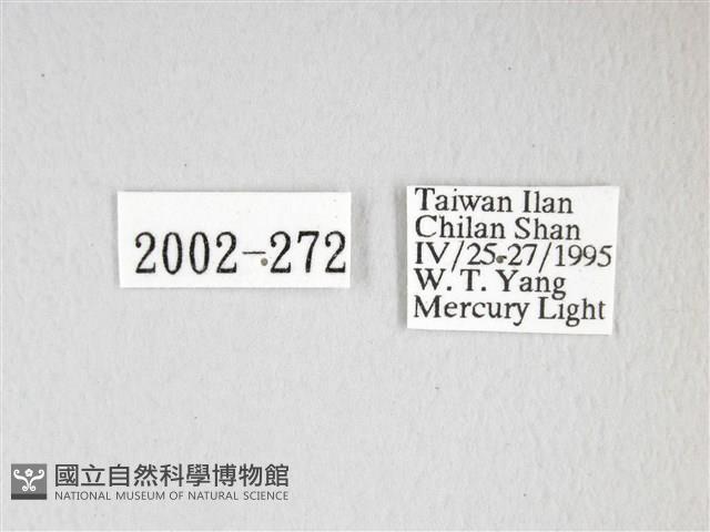 泛綠背線天蛾藏品圖，第3張