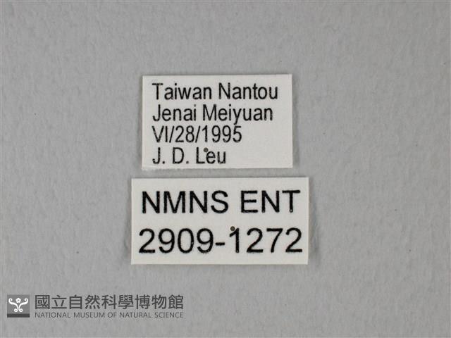 異粉蝶、雌白黃蝶藏品圖，第3張