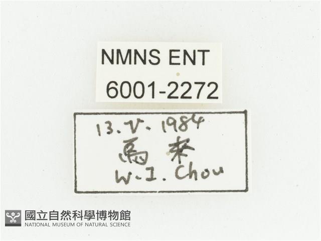 血紅虎斑花金龜藏品圖，第2張