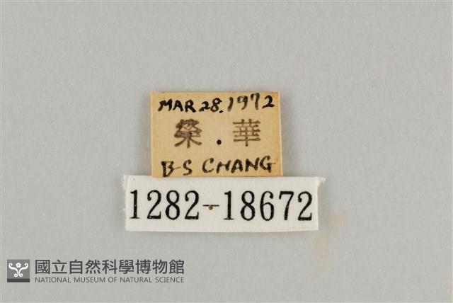 藍灰蝶沖繩亞種藏品圖，第3張