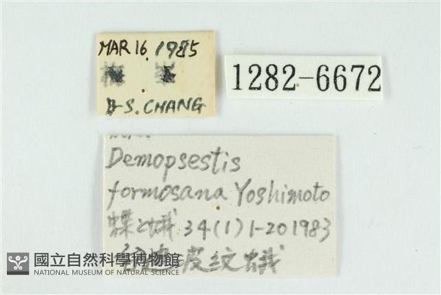 臺圓波紋蛾藏品圖，第3張