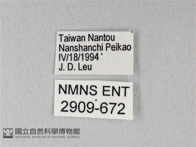 異粉蝶、雌白黃蝶藏品圖，第3張