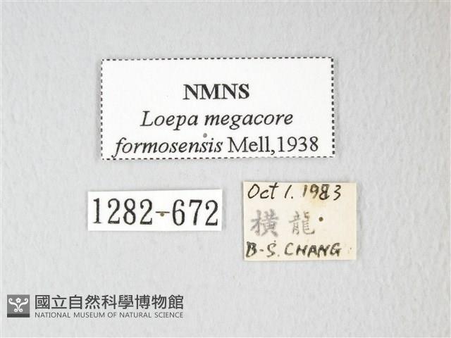 黃豹天蠶蛾藏品圖，第3張