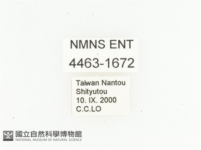 臺灣小綠花金龜藏品圖，第2張