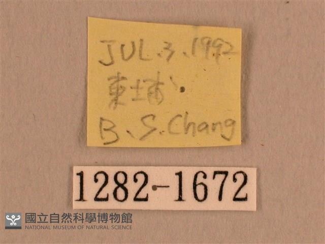 背線天蛾藏品圖，第3張