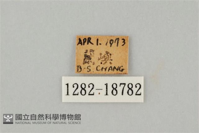 藍灰蝶沖繩亞種藏品圖，第3張