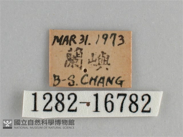 斐豹蛺蝶藏品圖，第3張