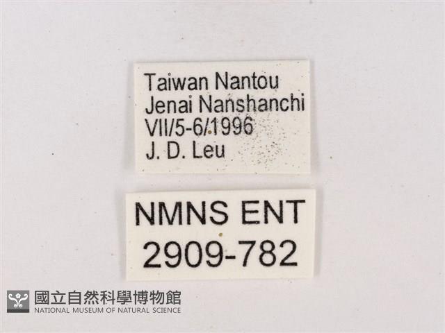 嫵琉灰蝶藏品圖，第3張