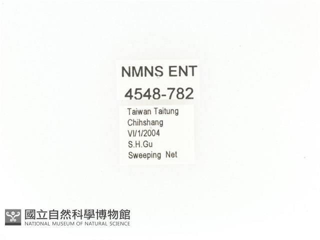 臺灣角金龜藏品圖，第2張