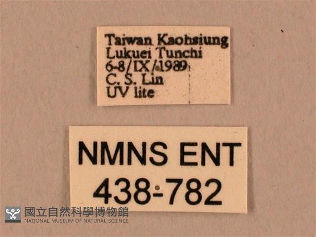 棕綠背線天蛾藏品圖，第3張