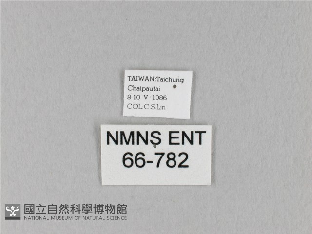 馬尾松枯葉蛾藏品圖，第3張