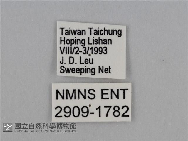 圓翅鉤粉蝶藏品圖，第3張