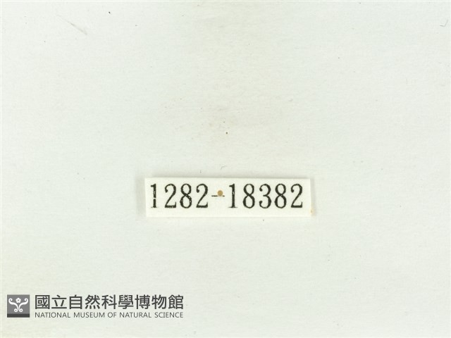 黃裙豔粉蝶藏品圖，第3張