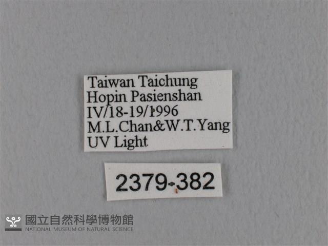 隱波紋枯葉蛾藏品圖，第3張