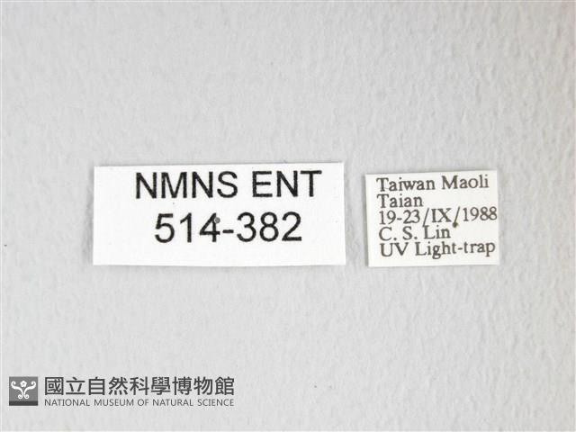 圓翅大鉤蛾藏品圖，第3張