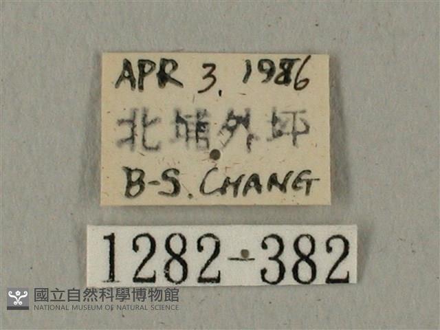 全緣缺角天蛾藏品圖，第3張