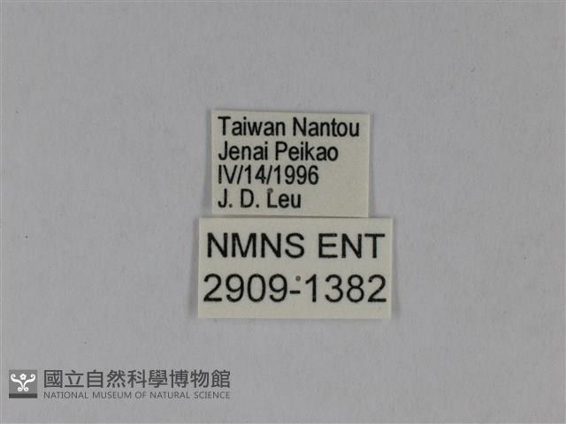 異粉蝶、雌白黃蝶藏品圖，第3張