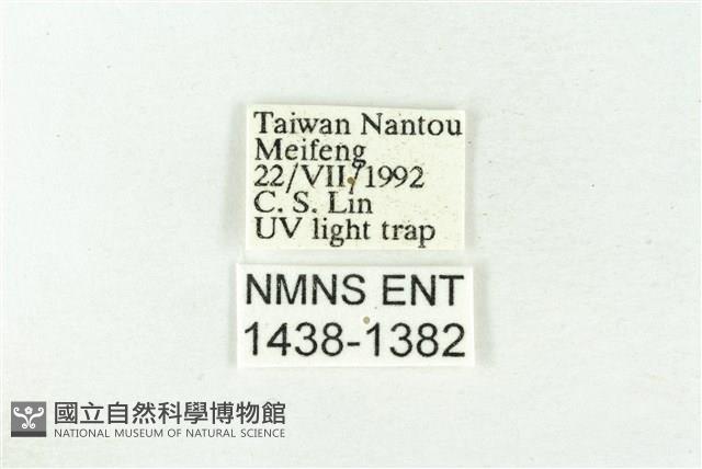 樹形尺蛾藏品圖，第3張