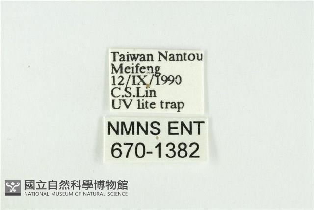 寬紋黃毒蛾藏品圖，第3張