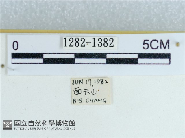 粉蝶燈蛾藏品圖，第3張