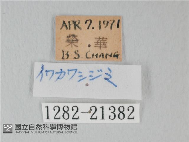 綠灰蝶埔里亞種藏品圖，第3張