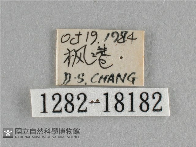 異色尖粉蝶藏品圖，第3張