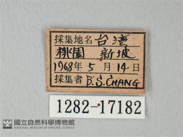 白粉蝶、紋白蝶藏品圖，第3張