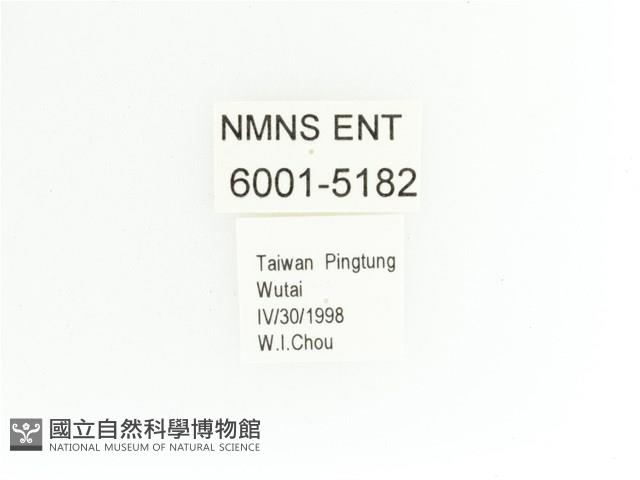 艷金龜藏品圖，第2張