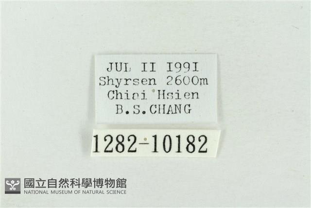 印華波紋蛾藏品圖，第3張