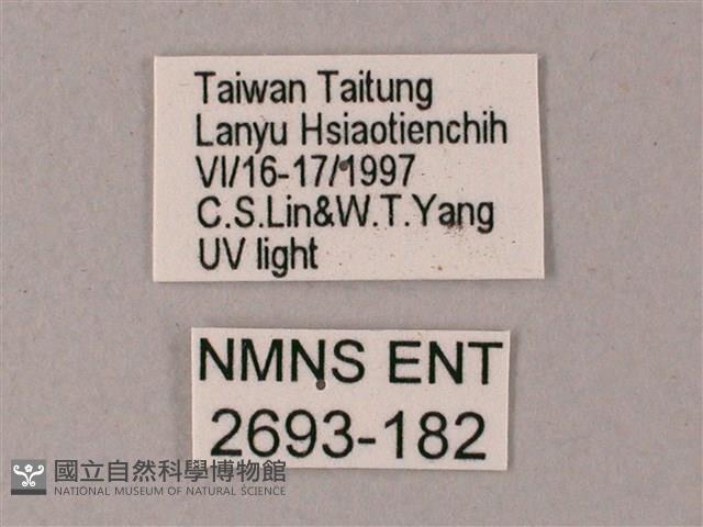 直翅斜紋天蛾藏品圖，第3張