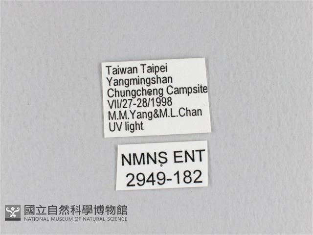 鋸緣枯葉蛾藏品圖，第3張