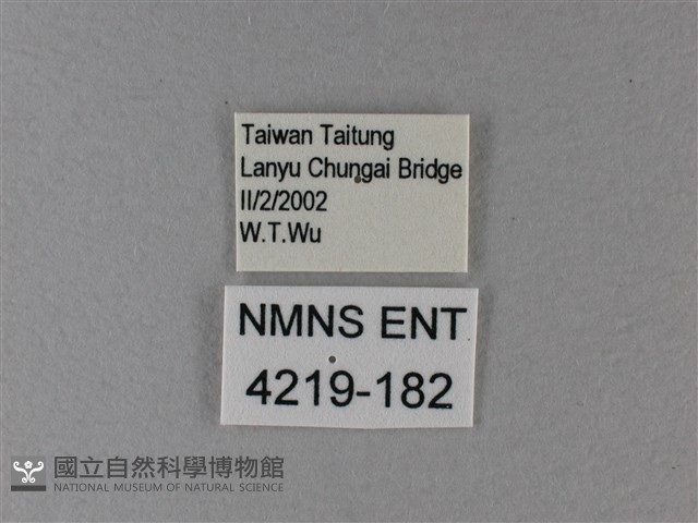 黑脈樺斑蝶藏品圖，第3張