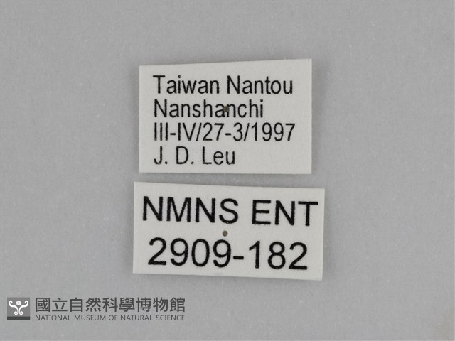 臺灣絹蛺蝶藏品圖，第3張