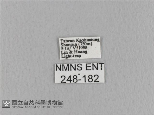 青枯葉蛾藏品圖，第3張