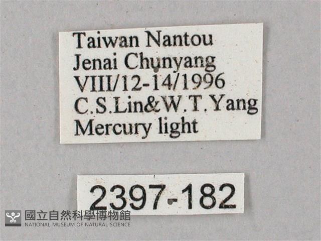 榆綠天蛾藏品圖，第3張