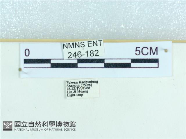 粉蝶燈蛾藏品圖，第3張
