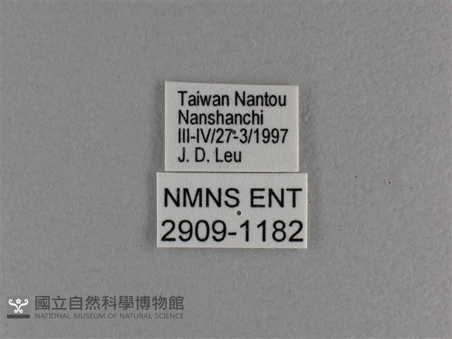 小雙尾蛺蝶藏品圖，第3張