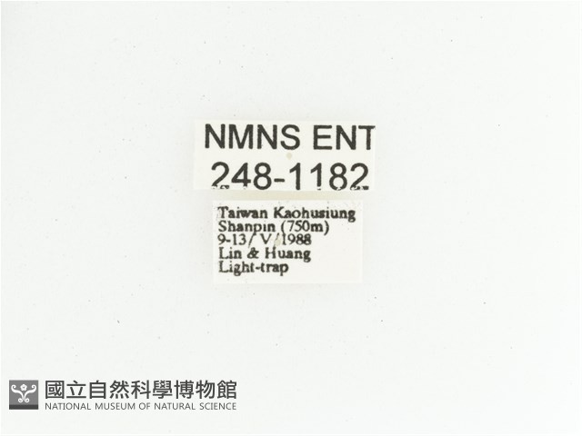 黑田艷金龜藏品圖，第2張