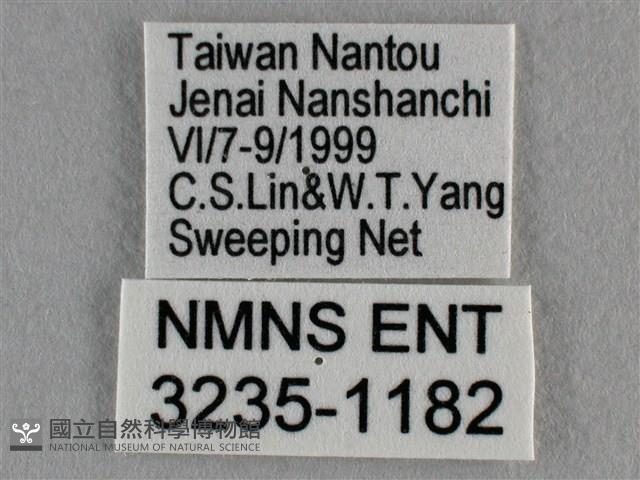 波灰蝶藏品圖，第3張