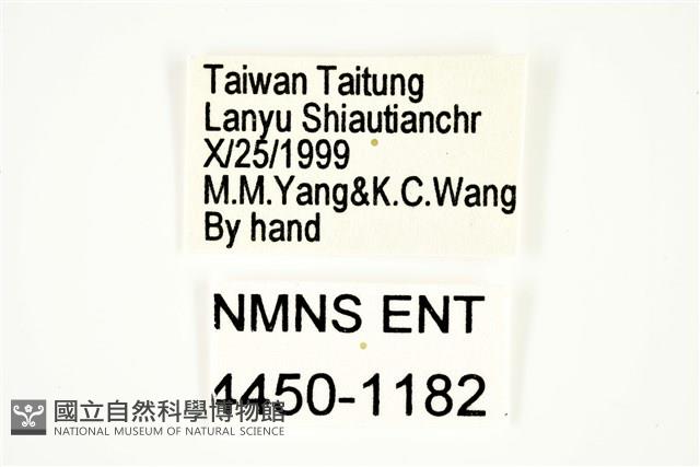 條紋球背象鼻蟲藏品圖，第2張